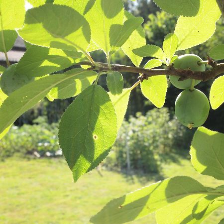 Готель Les Jardins De Lily Сен-Леонар-де-Нобла Екстер'єр фото